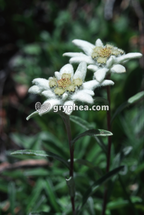 Edelweiss (Leontopodium alpinum) - fleurs - gryphea.org